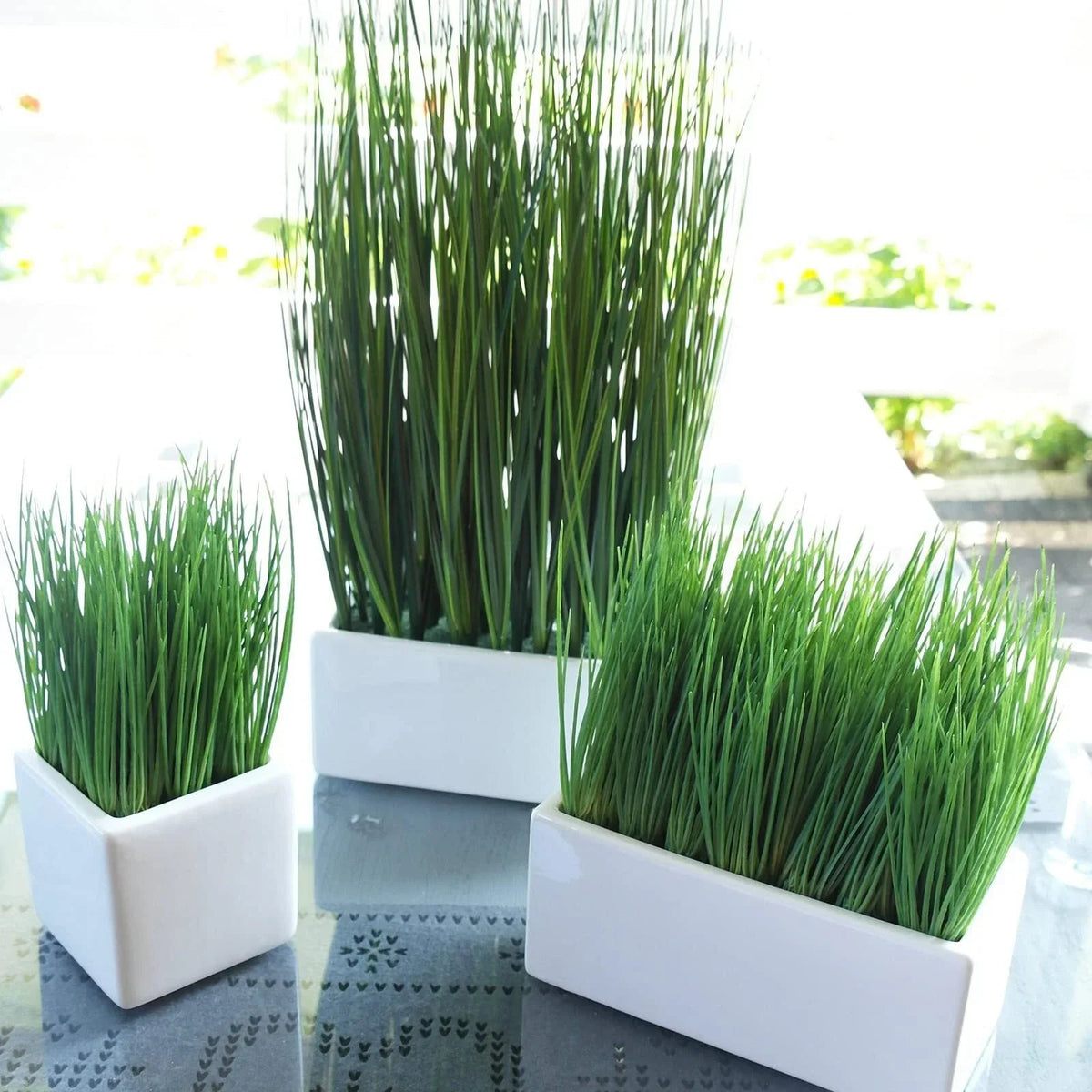 Organic Cat Grass Seeds - 2000+ Seeds, Fast Germination in 3 Days, 98% Germination Rate, Avena sativa, Indoor & Outdoor Growth