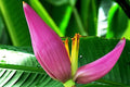 Pink Dwarf Banana Tree Seeds, Musa velutina, Rare Tropical Fruit Plant, Hardy for Zone 7b, Fast-Growing Ornamental Plant, 20 Seeds