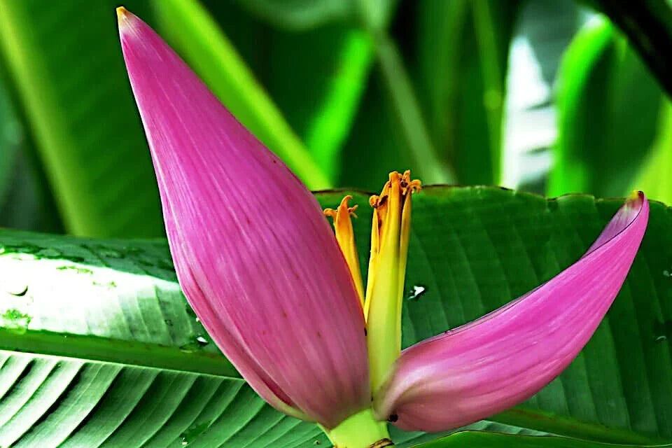 Pink Dwarf Banana Tree Seeds, Musa velutina, Rare Tropical Fruit Plant, Hardy for Zone 7b, Fast-Growing Ornamental Plant, 20 Seeds