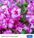 Encore Autumn Kiss Azalea Starter Plant - Vibrant Pink Blooms, Deciduous Rhododendron
