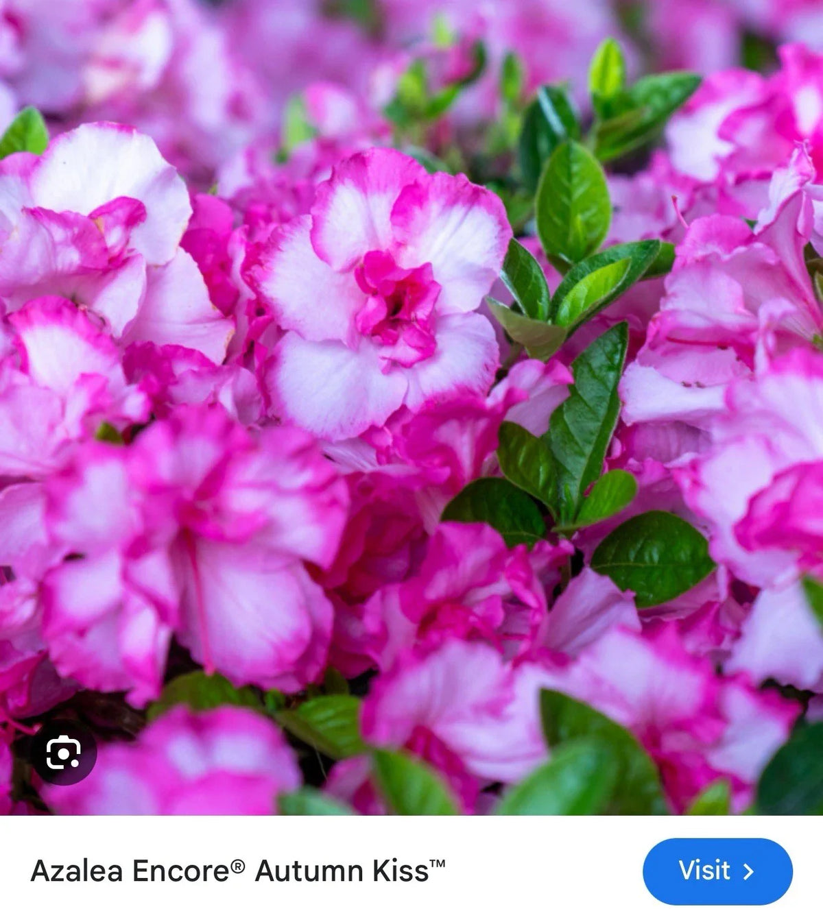 Encore Autumn Kiss Azalea Starter Plant - Vibrant Pink Blooms, Deciduous Rhododendron