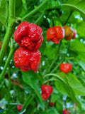 7 Pot Infinity Hot Pepper Seeds - Capsicum chinense, Red, 25+ Pack for Garden, Container, or Raised Bed Planting