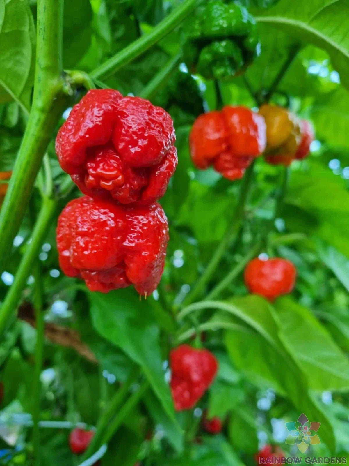 7 Pot Infinity Hot Pepper Seeds - Capsicum chinense, Red, 25+ Pack for Garden, Container, or Raised Bed Planting