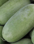 Charleston Gray Watermelon Seeds – Non-GMO, Large Fruit, Citrullus lanatus, 20 Pack for Home Garden & Small Farm