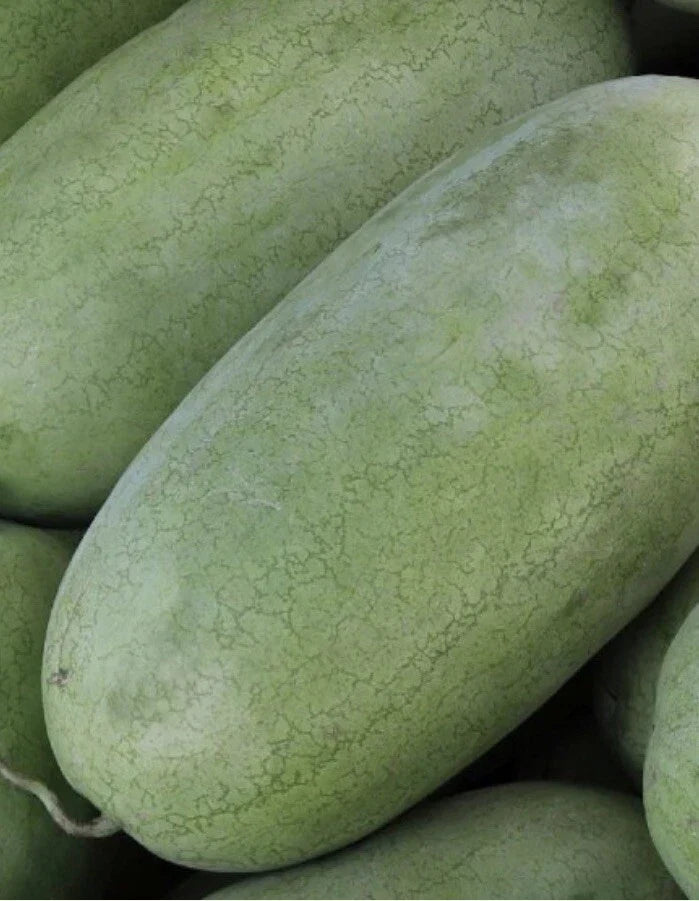 Charleston Gray Watermelon Seeds – Non-GMO, Large Fruit, Citrullus lanatus, 20 Pack for Home Garden & Small Farm