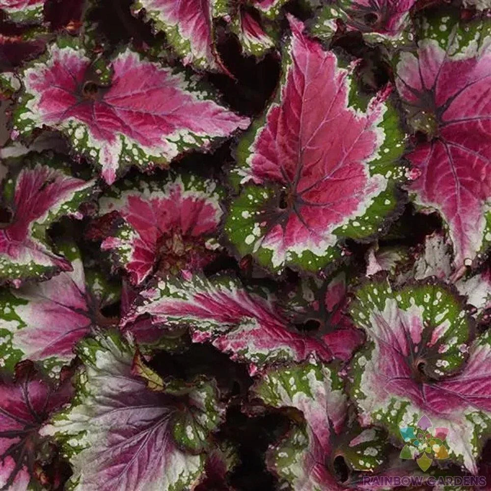 Begonia Rex Seeds - Berry Swirl Foliage - Indoor & Outdoor Planting - 25+ Seeds for Garden