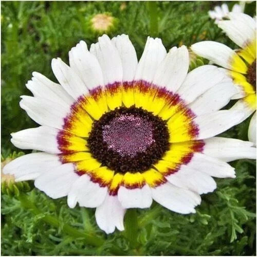 Chrysanthemum Tri-Color Painted Daisy Seeds - 201+ Annual Flower Seeds for Garden & Patio Containers