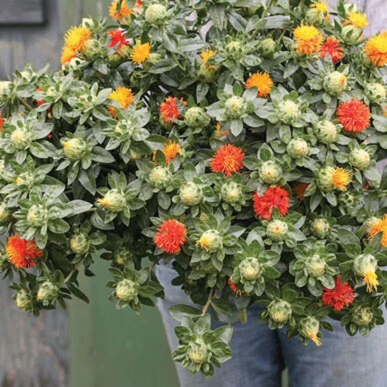 Zanzibar Safflower Flower Seeds - 30 Mixed Color Carthamus tinctorius for Garden Planting