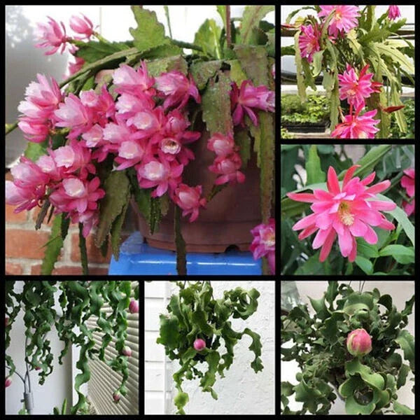 Live Epiphyllum ‘Curly Locks’ Orchid Cactus Succulent 4" Bare Root Indoor Plant, Unique Green Houseplant