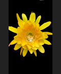 Yellow Tang Rooted Aquarium Plant - Live Fish, Zebrasoma flavescens, Easy Care, Bright Yellow Foliage, Indoor & Outdoor