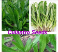 Culantro Seeds, Mexican Coriander, Eryngium foetidum, 200 Premium Organic Herb Seeds for Cooking & Garden