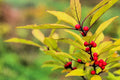Red Huckleberry Seeds, Vaccinium parvifolium, Organic Non-GMO, Edible Berry Plant, Bushy, Spreading, 30 Seeds