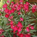 Oleander Seeds 50 Count Scarlet Red Nerium oleander for Garden, Landscape, Drought-Tolerant, Full Sun