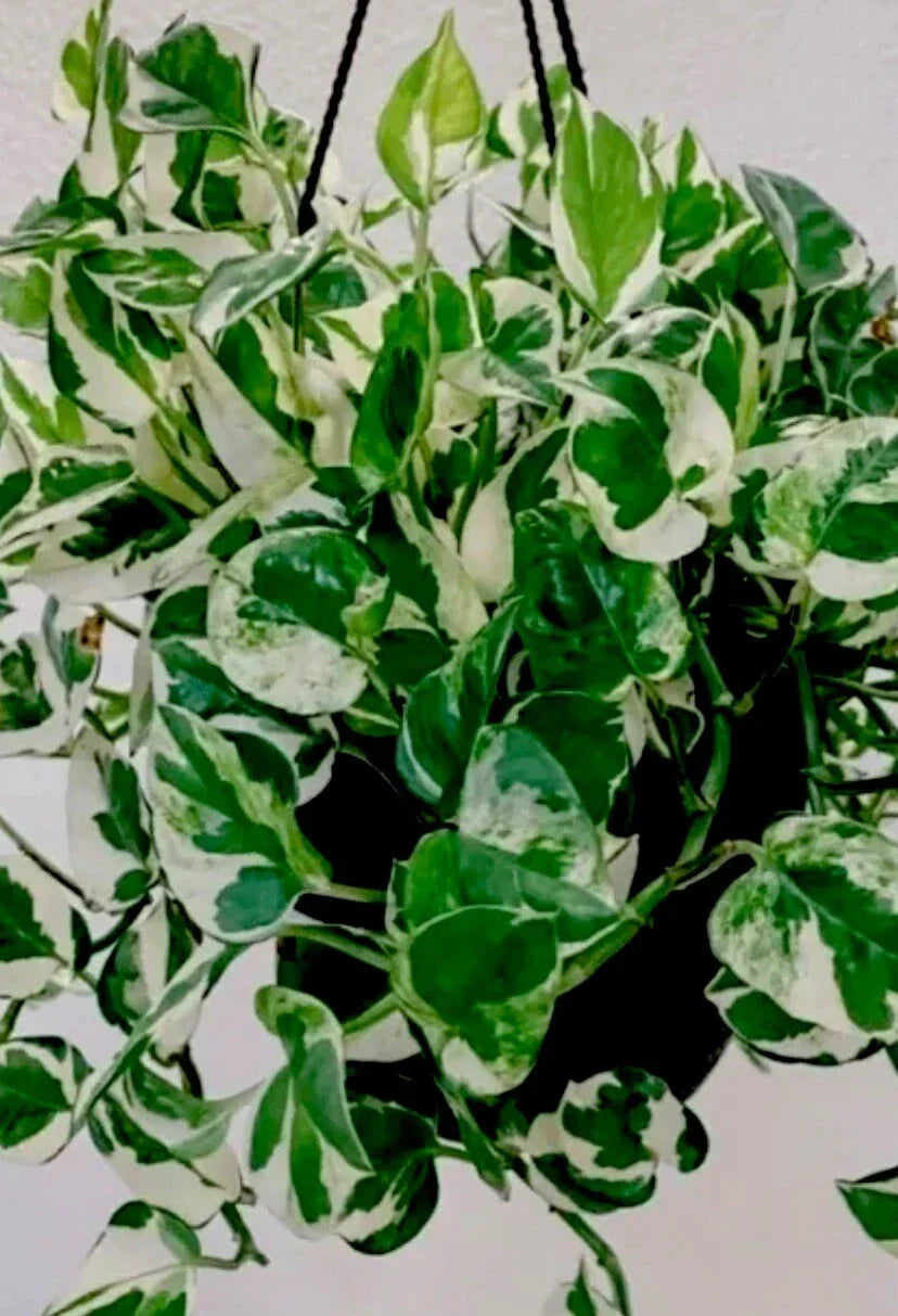 N’Joy Pothos Plant in 3 Inch Pot, Epipremnum aureum, Indoor Houseplant, Low Light Tolerant, Well-Rooted, Trailing Greenery