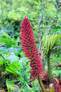 Chilean Rhubarb Seeds - Gunnera tinctoria - Large Foliage, Exotic Garden Plant, Moist Shade Prefers, 30 Seeds