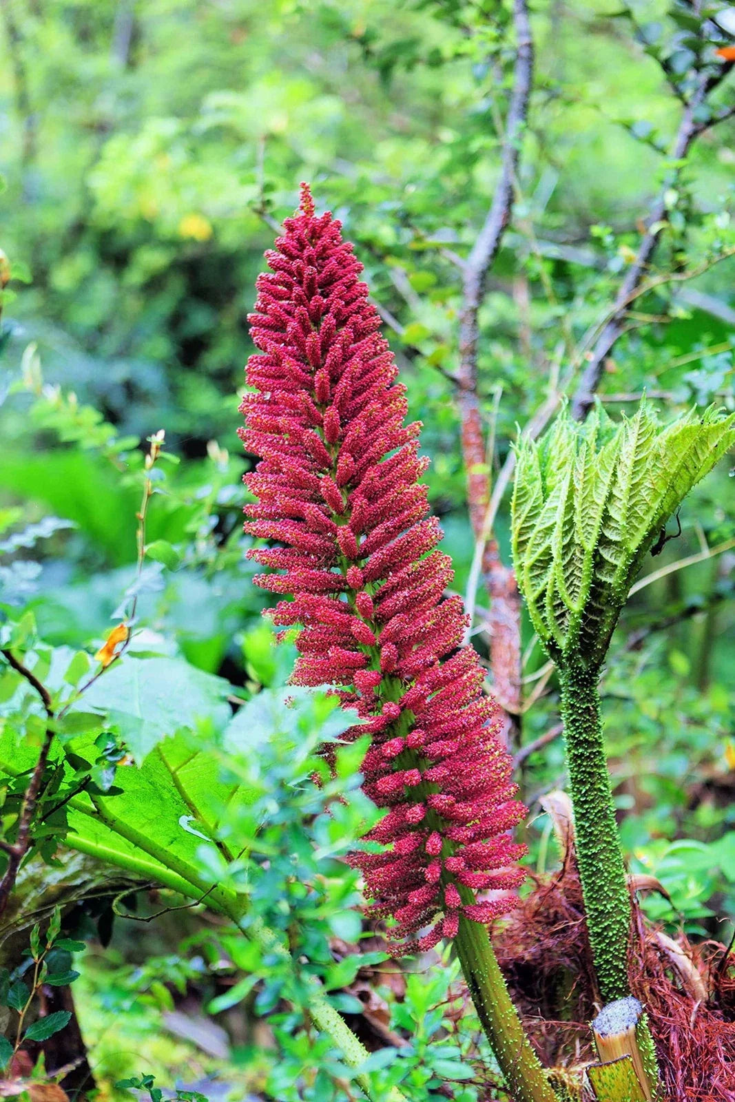 Chilean Rhubarb Seeds - Gunnera tinctoria - Large Foliage, Exotic Garden Plant, Moist Shade Prefers, 30 Seeds