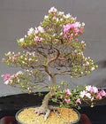 Japanese Cherry Blossom Bonsai Seeds - 10 Flowering Sakura Seeds - Prunus serrulata - Indoor & Outdoor Gardening