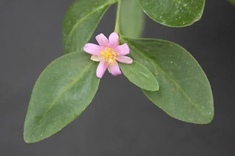 Rare Tuberous Root Succulent Plant - Pereskia weberiana Cactus with Caudex, 4-inch pot