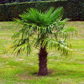 Windmill Fan Palm Seeds - Trachycarpus fortunei Cold Hardy Palm Tree Seeds for Gardens & Landscaping