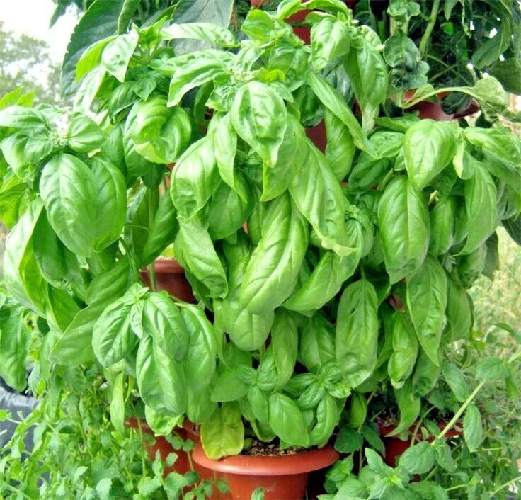 Organic Italian Large Leaf Basil Seeds for Summer Garden & Patio | Ocimum basilicum, Non-GMO, 301+ Seeds