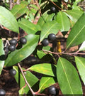 Cherry Laurel Tree Seeds 20+ Prunus caroliniana Evergreen Privacy Hedge Landscaping