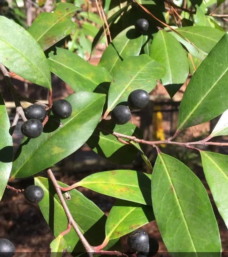 Cherry Laurel Tree Seeds 20+ Prunus caroliniana Evergreen Privacy Hedge Landscaping