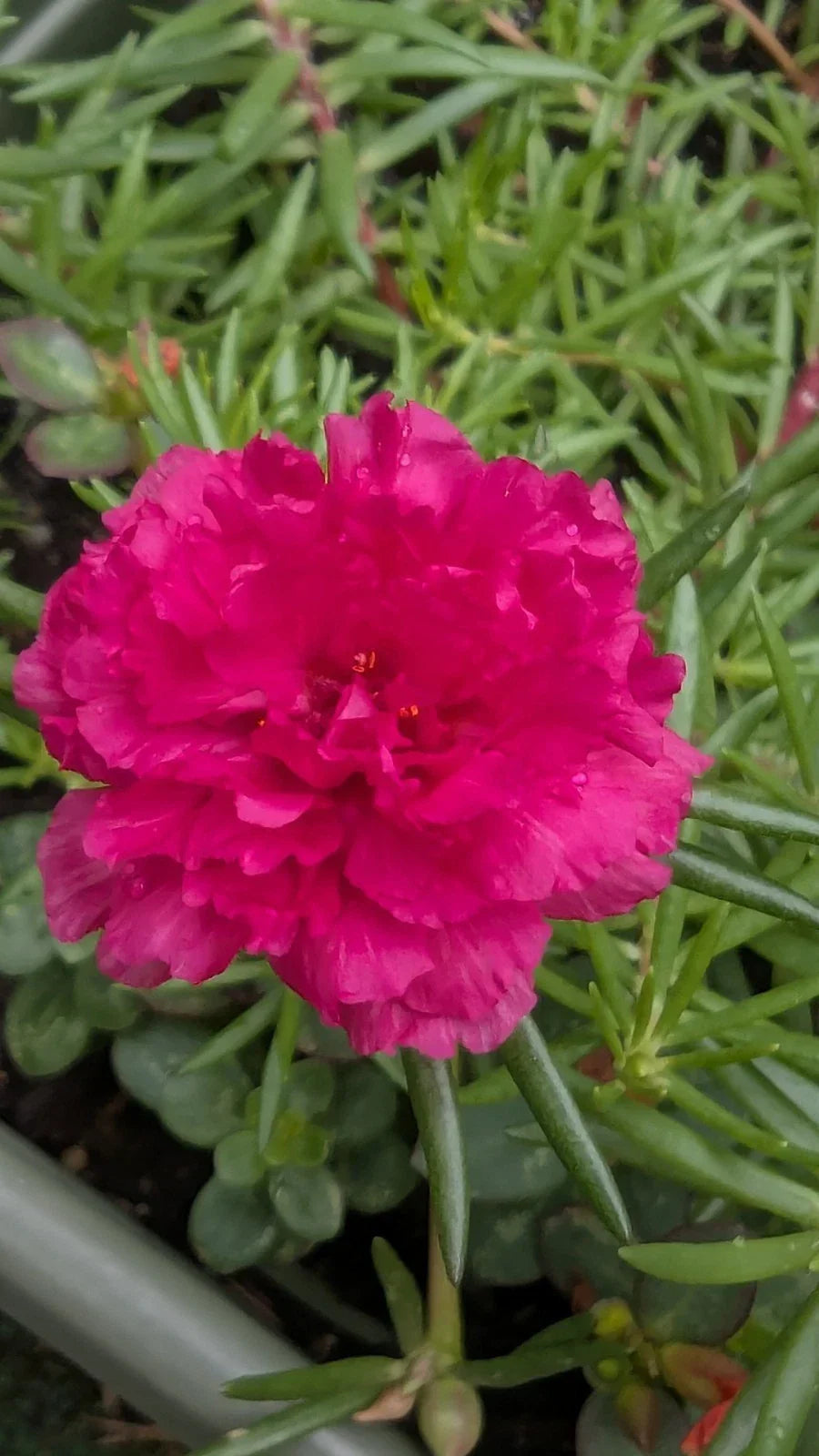 Hot Pink Portulaca Moss Rose Cuttings - 10 Unrooted Double Blooms