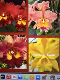 Cattleya Orchid Seedlings Bare Root 5 Pack - Tropical Flowering Houseplant - Cattleya spp.