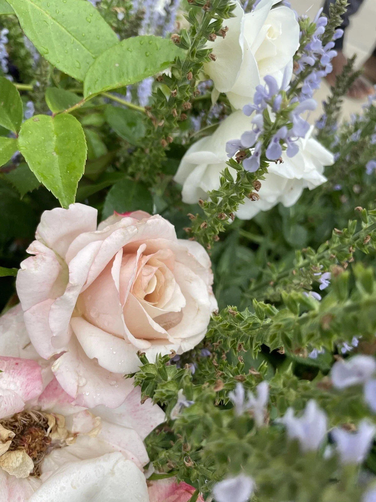 Unrooted Rose Cuttings - Parfuma First Crush Rosa 'First Crush' - 3 Fresh 6-Inch Pink Fragrant Flowers
