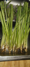 Organic Lemongrass Stalks - 6 Fully Rooted Cymbopogon citratus Plants for Gardening