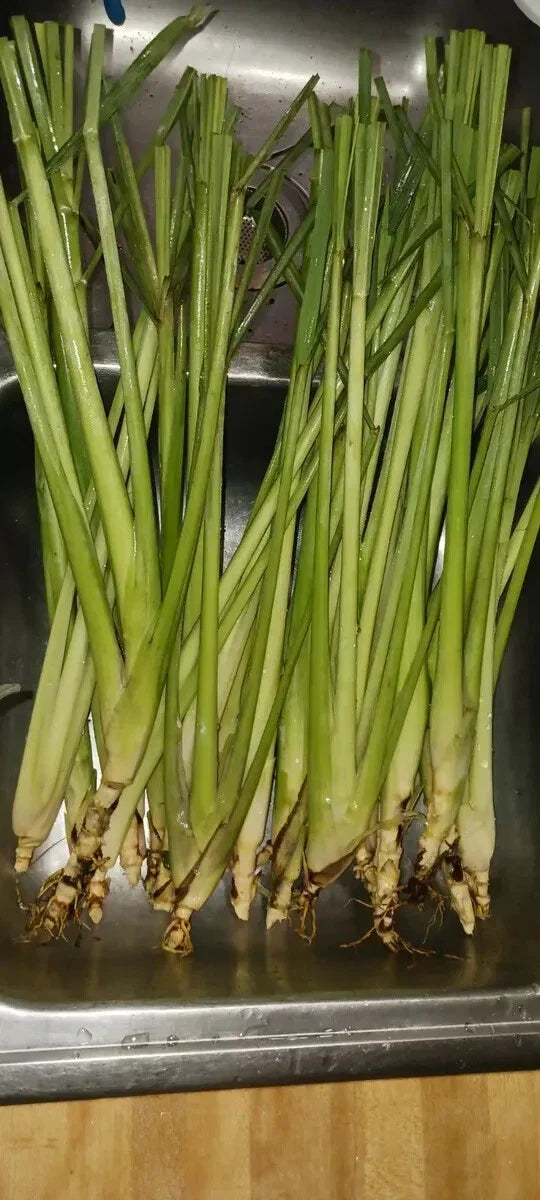 Organic Lemongrass Stalks - 6 Fully Rooted Cymbopogon citratus Plants for Gardening