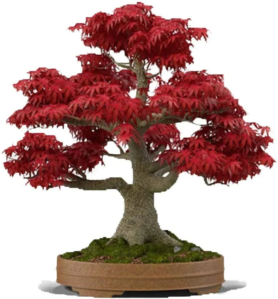 Japanese Red Maple Bonsai Tree Seeds - Acer palmatum - 20+ Seeds for Miniature Landscape Cultivation