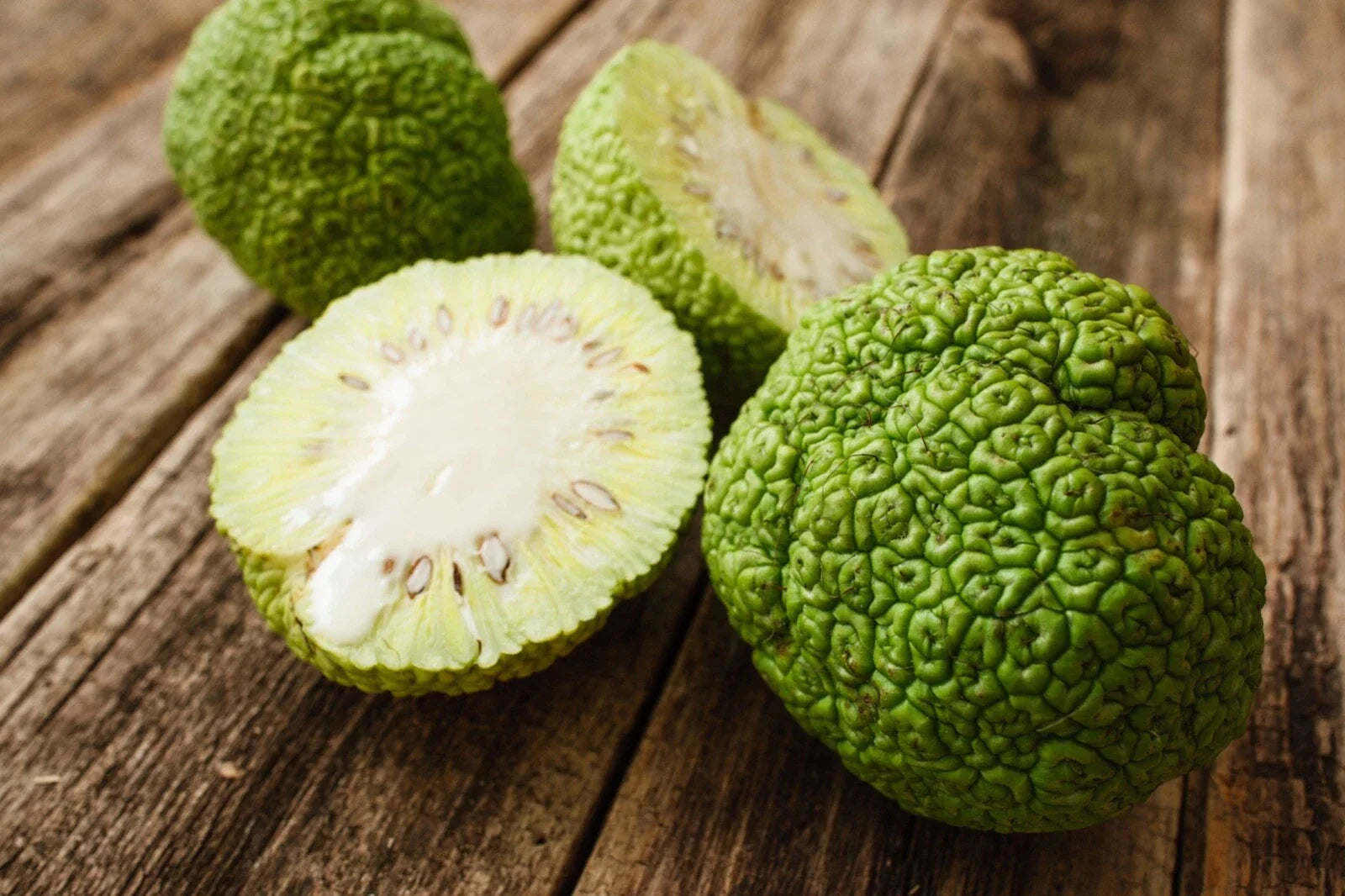 Osage Orange Seeds - 30 Count - Maclura pomifera - Hardy Deciduous Tree for Landscaping and Fencing