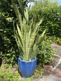 Sansevieria Snake Plant Leaf Cuttings 8” - Mother-in-Law's Tongue Propagation Sansevieria trifasciata