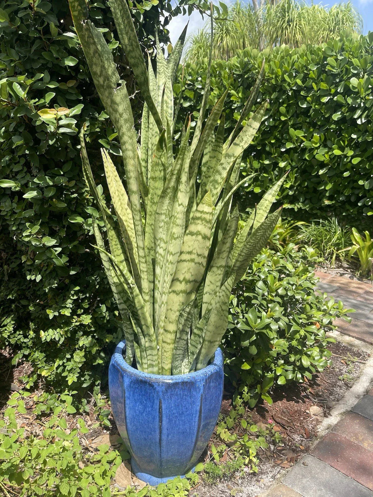 Sansevieria Snake Plant Leaf Cuttings 8” - Mother-in-Law's Tongue Propagation Sansevieria trifasciata