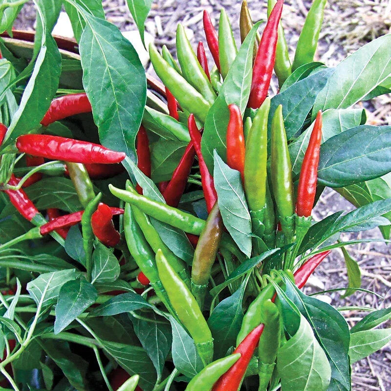 Thai Hot Pepper Seeds – 20 Pack, Heirloom Capsicum Annuum, Compact, Bright Red, Spicy Chili Seeds for Container Gardening