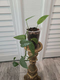 Cebu Blue Pothos Starter Plant - Epipremnum Pinnatum Indoor Houseplant in 3.5" Pot, Tropical Greenery, Vining, Low Light