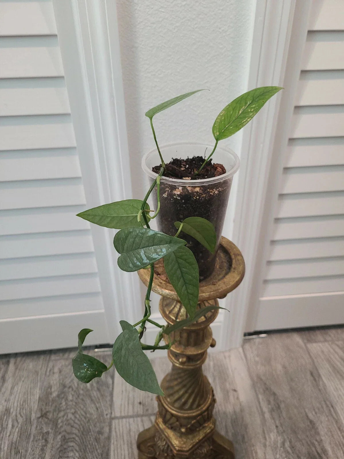 Cebu Blue Pothos Starter Plant - Epipremnum Pinnatum Indoor Houseplant in 3.5" Pot, Tropical Greenery, Vining, Low Light