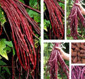 Red Yard Long Bean Seeds – 20+ Asian Chinese Noodle Bean Vigna unguiculata subsp. sesquipedalis, Climbing Vine, Non-GMO