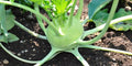 Early White Vienna Kohlrabi Seeds - Heirloom Brassica oleracea Microgreens Pack of 150