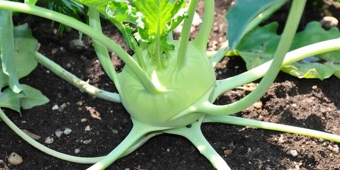 Early White Vienna Kohlrabi Seeds - Heirloom Brassica oleracea Microgreens Pack of 150