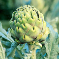 Green Globe Artichoke Seeds - Italian Cynara Scolymus for 2025 Planting, Perennial, Full Sun, Well-Drained Soil, Pack