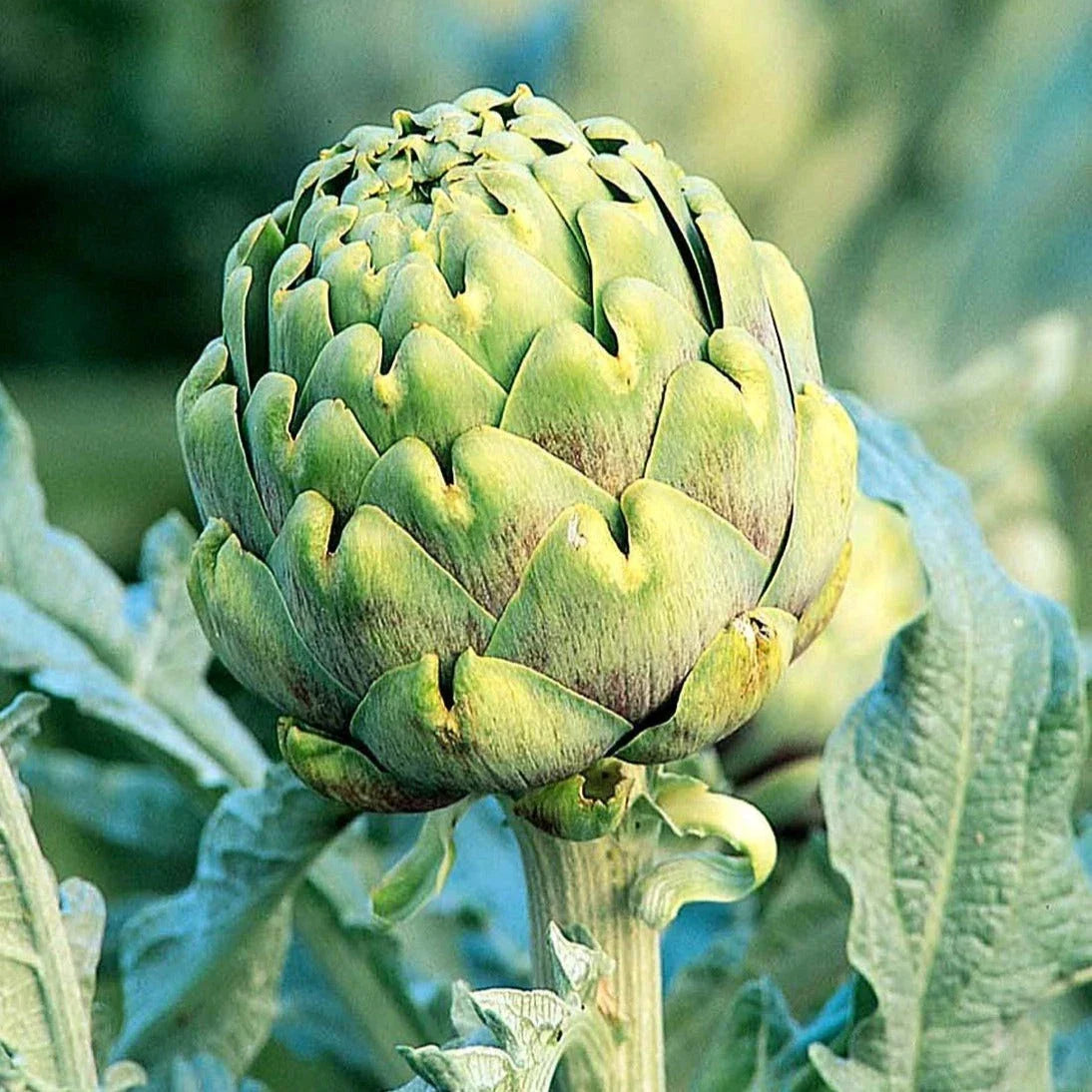 Green Globe Artichoke Seeds - Italian Cynara Scolymus for 2025 Planting, Perennial, Full Sun, Well-Drained Soil, Pack