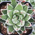 Haworthia Plant 2" Pot Zebrina Live Succulent, Fully Rooted, Haworthia reinwardtii f. zebrina, Indoor Decor, Drought Tolerant