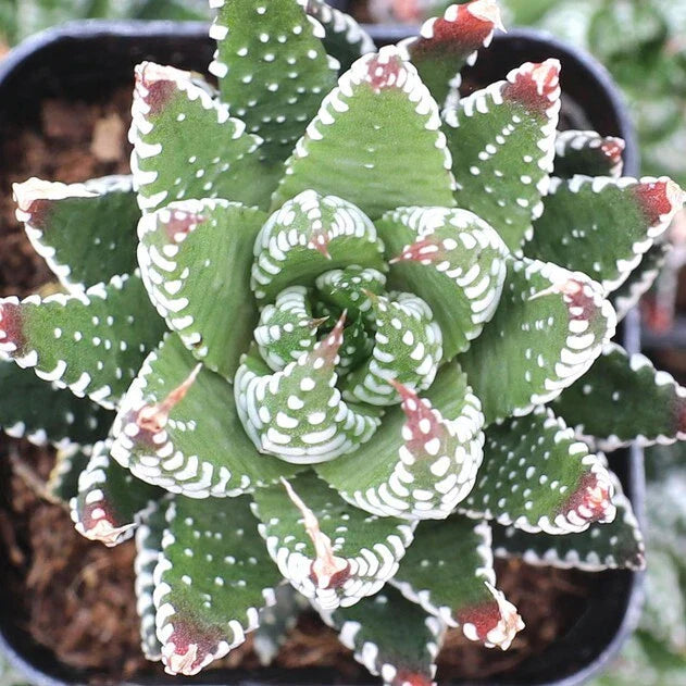 Haworthia Plant 2" Pot Zebrina Live Succulent, Fully Rooted, Haworthia reinwardtii f. zebrina, Indoor Decor, Drought Tolerant