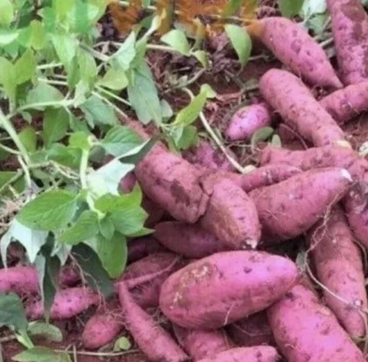 Cuban Sweet Potato Slips - 15 Organic Ipomoea batatas Planting Cuttings for Gardening