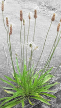 Organic Plantain Seeds - Plantago Lanceolata Herb for Culinary & Medicinal Use, Non-GMO, 100+ Seeds
