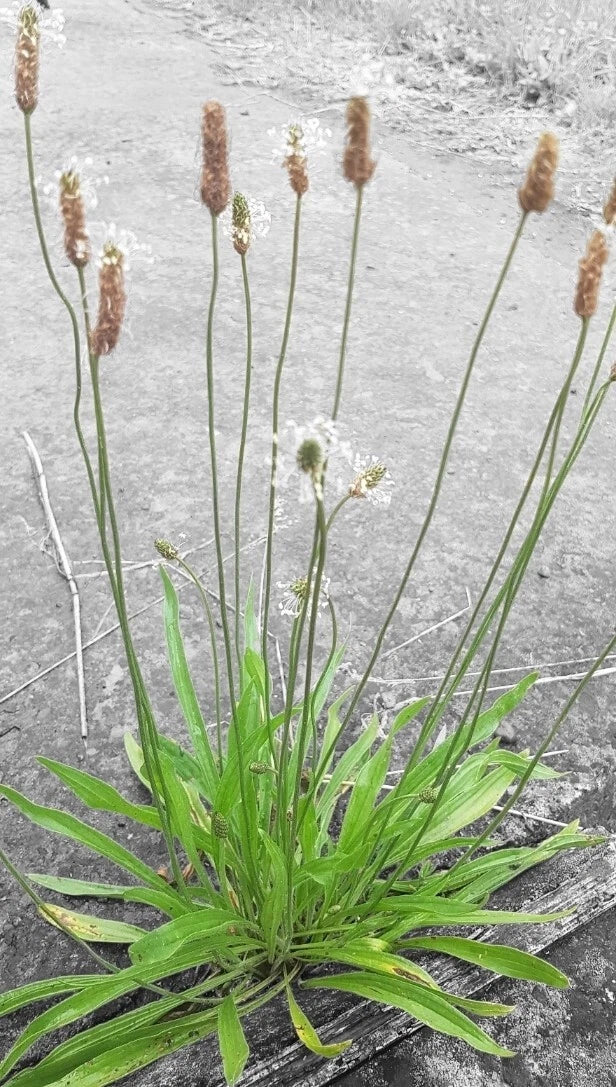 Organic Plantain Seeds - Plantago Lanceolata Herb for Culinary & Medicinal Use, Non-GMO, 100+ Seeds
