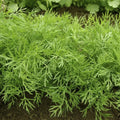 Mammoth Long Island Dill Seeds - Heirloom Anethum graveolens Herb Seeds for Culinary Gardening, 500+ Count