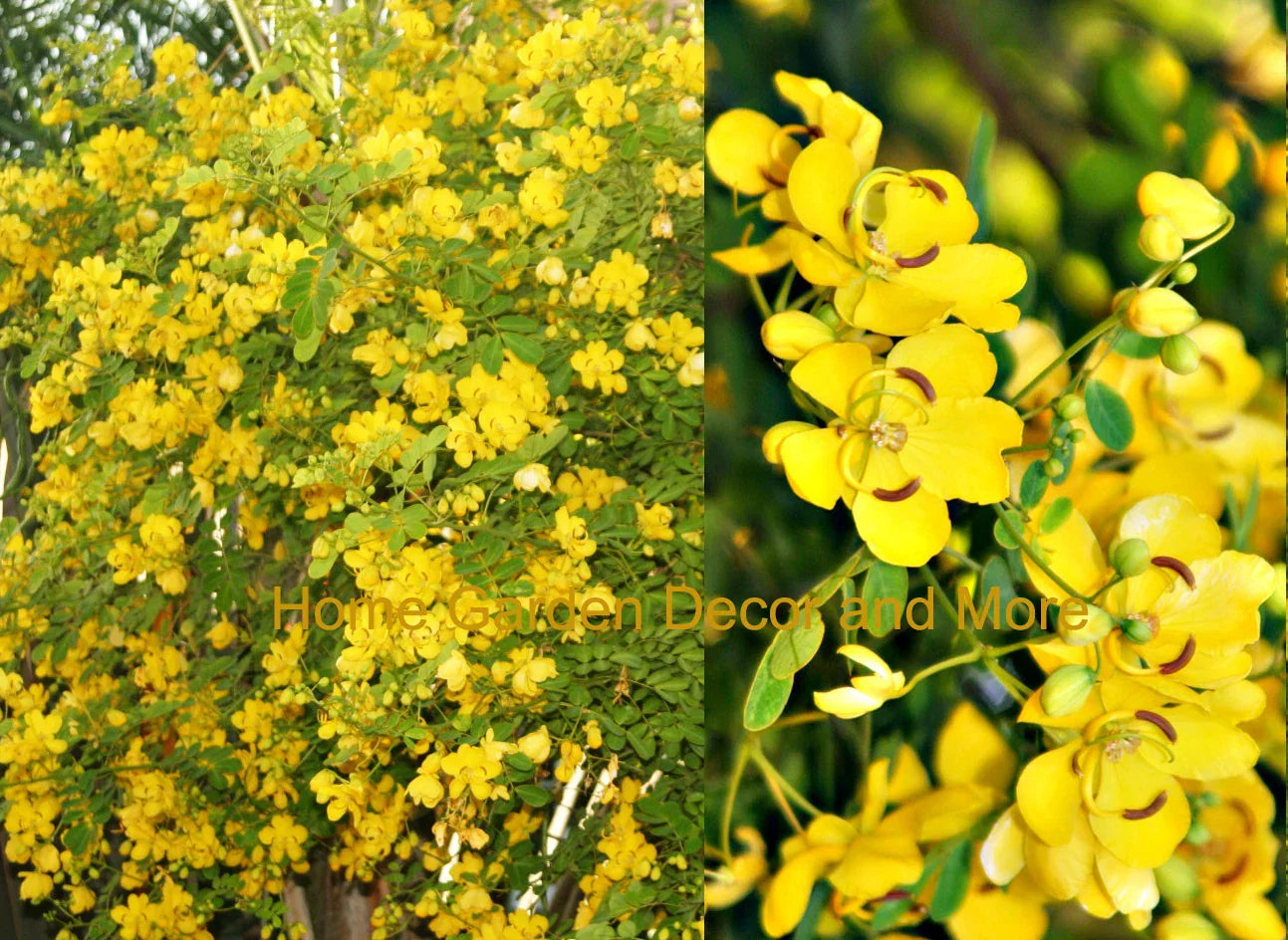 Rooted Christmas Senna Plant - Yellow Flower Butterfly Host - Cassia bicapsularis, Full Sun, Easy Care